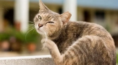 Zašto su mačke škripale?