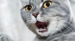 Zašto mačke loše miriše u usta?