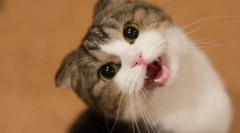 Zašto je mačka imala glas?