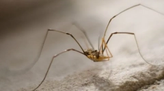 Zašto je sijeno sijena tako lako?