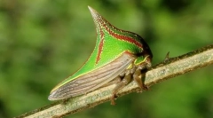 Zašto umbony izgleda kao šiljak?