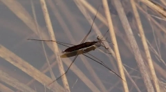 Zašto vodene kamere ne ušuljaju?