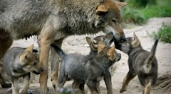 Zašto vukovi nadu tako rijetko