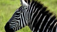 Zašto su zebre prugale?