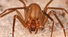 Spaljivanje spiderman