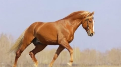 Konja