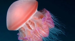 Jeste li korisni za meduz?