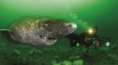 Polarna akula