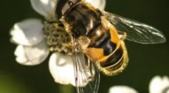 Prugasta muhalna burchala