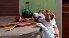 Prosjačenje i krađa hrane