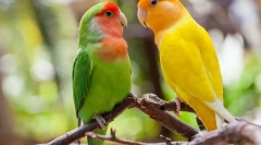 Parrotovi vole, opis, njegu i sadržaj