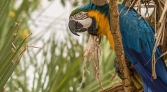 Parrot ara, opis, vrste, cijena