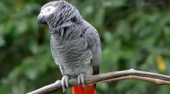 Parrot jaco, opis, podvrste, njegu i sadržaj, cijena