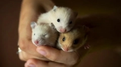 Pasmine hrčka, kućanstvo