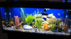 Korak po korak lansirati akvarij