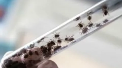 Posljedice prenesenog encefalitisa