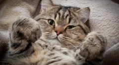 Istina i mitovi: zašto židovi ne vole mačke