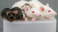 Pravila primjena ljepila od glodavaca