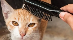 Oprema careside i cat