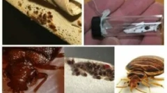 Priprema poglavlje iz kreveta i drugih kukaca