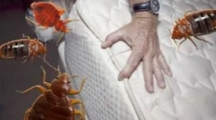 Averfos lijeka iz posteljina i drugih kukaca