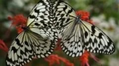 Transformacija gusjenica