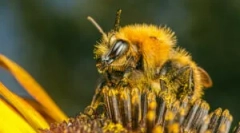Uzroci, simptomi i liječenje ugriza pčela