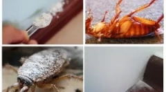 Primjena sušilice od žohara i kreveta