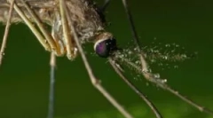 Primjena fumigatora iz komaraca