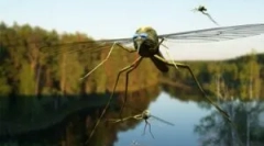 Primjena eteričnih ulja iz komaraca