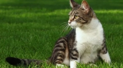 Stjecanje snažne mačke