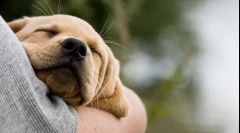 Ukroćena štenca za ruku