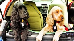 Pijenje psa do automobila