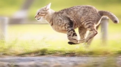 Kolekcija mačke na nadimak