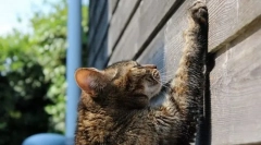 Catovo učenje kogttecka