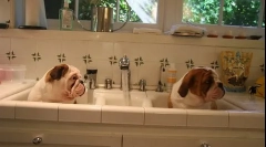 Štene naučiti štene