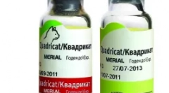 Cat cijepljenje za mačke - zaštita voljenog ljubimca iz opasne virusne bolesti
