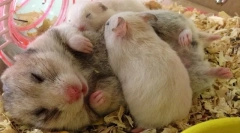 Znakovi trudnoće u hrčkom, porođaju i njegu