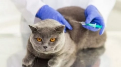 Prevencija i cijepljenje za mačku