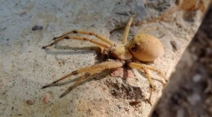 Podrijetlo artropoda