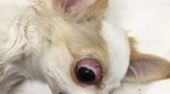 Podrška očne jabučice: kakve pse padaju