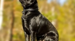 Pet-brabanson (fotografija): ponosna beba sa širokom dušom i razigranim karakterom