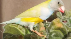 Amadins ptice, opis, vrste, njegu i sadržaj