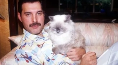 Fluffy mus: činjenice o mačama poznatih ljudi