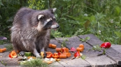 Ljuljajući rakun u prirodi i kod kuće