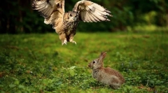 Sova je prehrana u prirodi i kod kuće