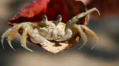 Rakovi. Značajke i struktura