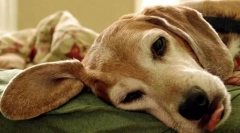 Poremećaji parahitoidne žlijezde