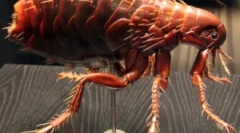 Razmnožavanje i životni ciklus