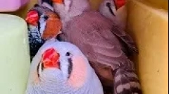 Uzgoj amadina kod kuće
